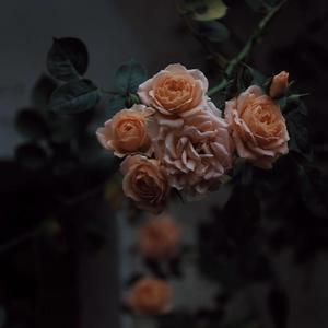 女人操逼男人视频
